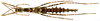 CollectionObject 1578596; RBINS IG: 32700'''', 98635096-b65c-4571-8d64-116af0755133: copyright ISNB, Brussels. female, dorsal view (paratype). (CollectionObject).