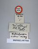 Rhabdoblatta ridleyi (Kirby, 1903): Copyright NHM, London. Holotype female of Heterolampra ridleyi, data labels. (Otu).