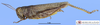 CollectionObject 1513876; 09c9162d-45f4-463d-baf9-ebd9e452bde3, MLP3511/2: female, lateral view (paratype). (CollectionObject).;CollectionObject 1513876; 09c9162d-45f4-463d-baf9-ebd9e452bde3, MLP3511/2: female, lateral view (paratype). (CollectionObject).