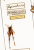 CollectionObject 1531297; 727f9087-bf3f-4eca-9c40-db81d8fce988: female, on drawer (holotype). (CollectionObject).