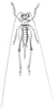 Lipotactes (Lipotactes) alienus alienus Brunner von Wattenwyl, 1898: Pl. XX, Fig. 53. female, dorsal view (body length 16 mm, ovipositor 8 mm). (Otu).