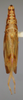 Habitus, dorsal view on Krocodona sauridion Kramer, 1964: Female holotype [USNM]: habitus, dorsal view. (Observation).