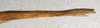 CollectionObject 1558061; NMW 424, f9fd4888-0b00-40f2-93d5-504fd5d42877: copyright NMW, Vienna. female: end of abdomen, lateral view (syntype). (CollectionObject).