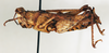 CollectionObject 1540644; 7013bc30-d199-4f9c-b1ea-7a5ab22ca368: female, lateral view (holotype of Chrotogonus aethiopicus). (CollectionObject).