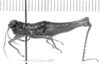 CollectionObject 1566284; 32dbde07-32da-40e7-ae48-8fda378676bc: female, lateral view (allotype). (CollectionObject).