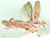 Hoplolopha serrata (Stål, 1875): male, dorsal view. (Otu).