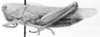 CollectionObject 1523804; 07ec4d97-3f23-4d71-a40f-2abd85f70699: female, lateral view (holotype). (CollectionObject).