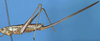 female, lateral view (paratype). Depicts CollectionObject 1573272; 7fd4828f-720e-4268-9834-e0e1b23a9f2a, a CollectionObject.