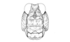 Calcitrena maculosa Eades, 1961: Fig. 21. female head, frontal view. (Otu).