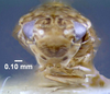 Head: !! display not done !! on Xestocephalus similis Peters, 1933: (Observation).