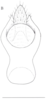 Neomenocria advena (Spinola, 1839): (Otu).