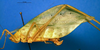 CollectionObject 1502640; 3282376e-3283-4f58-acdb-c1d3cf636009: female, lateral view (syntype). (CollectionObject).