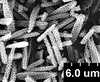 Brochosomes: !! display not done !! on Oncometopia (Oncometopia) orbona (Fabricius, 1798): OM200 | U.S.A., Virginia, Dyke | 5/28/1915 | USNM. (Observation).