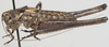 CollectionObject 1527097; 929a7435-ab76-4602-bca3-d6b07a266855: male, lateral view (holotype). (CollectionObject).
