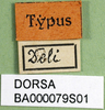 CollectionObject 1598193; e7dac743-d8e6-4334-8c84-58cef7d22646, DORSA BA000079S01: labels (holotype). (CollectionObject).