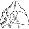 Subgenital plate, ventral view on Achaetica anabasidis Emeljanov, 1959: Subgenital plate (A. nanophyti Vilbaste). (Observation).