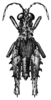 Nicarchus erinaceus Stål, 1878: Pl. 1, Fig. 7 (after type). male, dorsal view (Nicarchus enyalius). (Otu).
