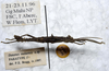 CollectionObject 1561578; ebcd843b-dc07-46ea-ba8d-39fdc0e196a2: copyright LKCNHM, Singapore. male, lateral view (paratype). (CollectionObject).