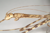 CollectionObject 1561390; NHMUK(SF IMPORT DUPLICATE) 844825, 560149b4-3360-49ab-8557-bd60154a60db: copyright Natural History Museum, London. female: head and thorax, lateral view of Necroscia zeuxis (syntype). (CollectionObject).
