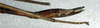 CollectionObject 1558557; NMW 370, 24c3dcc3-0359-494a-a983-bd9e154ec04d: copyright NMW, Vienna. female: end of abdomen, lateral view (holotype). (CollectionObject).