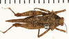 CollectionObject 1529897; NHRS NRM-ORTH 13034, 27e70674-7fd3-41ff-8aab-7716fbadf9d6: male, dorsal view (holotype). (CollectionObject).