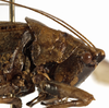 CollectionObject 1529608; f7381f3d-cf40-40bb-8dcd-a0a90d37be5a: female pronotum, lateral view (holotype). (CollectionObject).