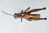 CollectionObject 2868652; 99913d5d-727f-4b39-a0a6-77f7202c854d, CNCI 981385: Traulia orientalis. Dorsal view. (CollectionObject).