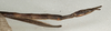 CollectionObject 1557221; NMW 972', 47213140-8d79-4db1-995a-2cef86019d43: copyright NMW, Vienna. female: wnd of abdomen, lateral view (former syntype of Asceles villosus). (CollectionObject).