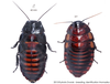 Aeluropoda insignis Butler, 1882: Copyright Josef Dvorák. Aeluropoda insignis. (Otu).