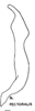 Stylus: (Observation).