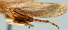Habitus, lateral view: Texananus mexicananus, lateral habitus (INHS). (Observation).