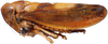 Habitus, lateral view on Alocoelidia fulva Evans, 1954: Alocoelidia fulva, laterally (CAS). (Observation).