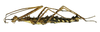 Cnipsomorpha Hennemann, Conle, Zhang & Liu, 2008: copyright IZCAS. Cnipsomorpha erinacea female, lateral view (holotype) [type species]. (Otu).