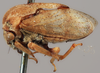 Habitus, lateral view on Gargara (Gargara) tuberculata Funkhouser, 1914: (Observation).