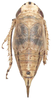 Habitus, dorsal view: !! display not done !! on Doratura stylata (Boheman, 1847): Habitus, female, doral view. (Observation).