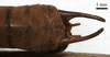 CollectionObject 1532085; 10f3d0d4-5431-4ddb-b201-511909b44e16: male cerci, dorsal view (holotype). (CollectionObject).