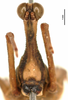 CollectionObject 1585651; 41a06555-6615-47c9-b98d-f3ffb835eaa0: male, frontal view (paratype). (CollectionObject).