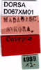 CollectionObject 1584230; 85de5b5b-fc6c-4143-8085-cd35dba1e8e7, DORSA D067XM01: labels (syntype). (CollectionObject).