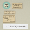CollectionObject 1557327; NHMUK(SF IMPORT DUPLICATE) 844507, 87f992f0-c1c8-4816-b12c-207abc7c06a6: copyright Natural History Museum, London. synonym Dyme depressa female, data labels (syntype). (CollectionObject).
