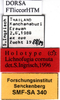 CollectionObject 1505284; 0571491d-77a1-47da-99c7-2421275d1856: labels (holotype). (CollectionObject).