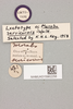 CollectionObject 1518308; NHMUK015982258, 233e3d1e-230c-4fe1-90f5-512d43078f35: labels (lectotype). (CollectionObject).