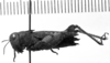 CollectionObject 1530151; 93349b5a-c9c2-4bc5-9b81-8c082cf7dc0b: Image Carbonell, C.S. female, lateral view (holotype). (CollectionObject).