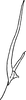 Pygofer, dorsal view: Pygofer, dorsal view. (Observation).