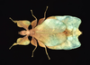 Nanophyllium frondosum (Redtenbacher, 1906): copyright Montreal Insectarium. female, Papua New Guinea, ID R. Cumming (no type). (Otu).