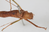 CollectionObject 1505904; 1ad138da-8b3f-41a7-bef0-d749c7e03b94: male, dorsal view (syntype). (CollectionObject).