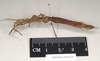 CollectionObject 1559196; 04b1808d-323a-4a0e-8c96-cdfdb5a7d908: copyright Natural History Museum, London. female, lateral view (paralectotype). (CollectionObject).