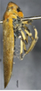 Habitus, lateral view on Bothrogonia shuichengana Li, 1983: (Observation).