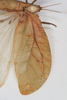 CollectionObject 1505723; 27ffbcd4-93cb-4900-9837-2677ce18f56c: male, wing (syntype). (CollectionObject).