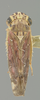 Habitus, dorsal view: !! display not done !! on Apogonalia laticeps (Metcalf & Bruner, 1936): Holotype. (Observation).