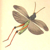 Pl. II, Fig. 1. male Gryllus morio. Depicts Stauroderus scalaris scalaris (Fischer von Waldheim, 1846), an Otu.